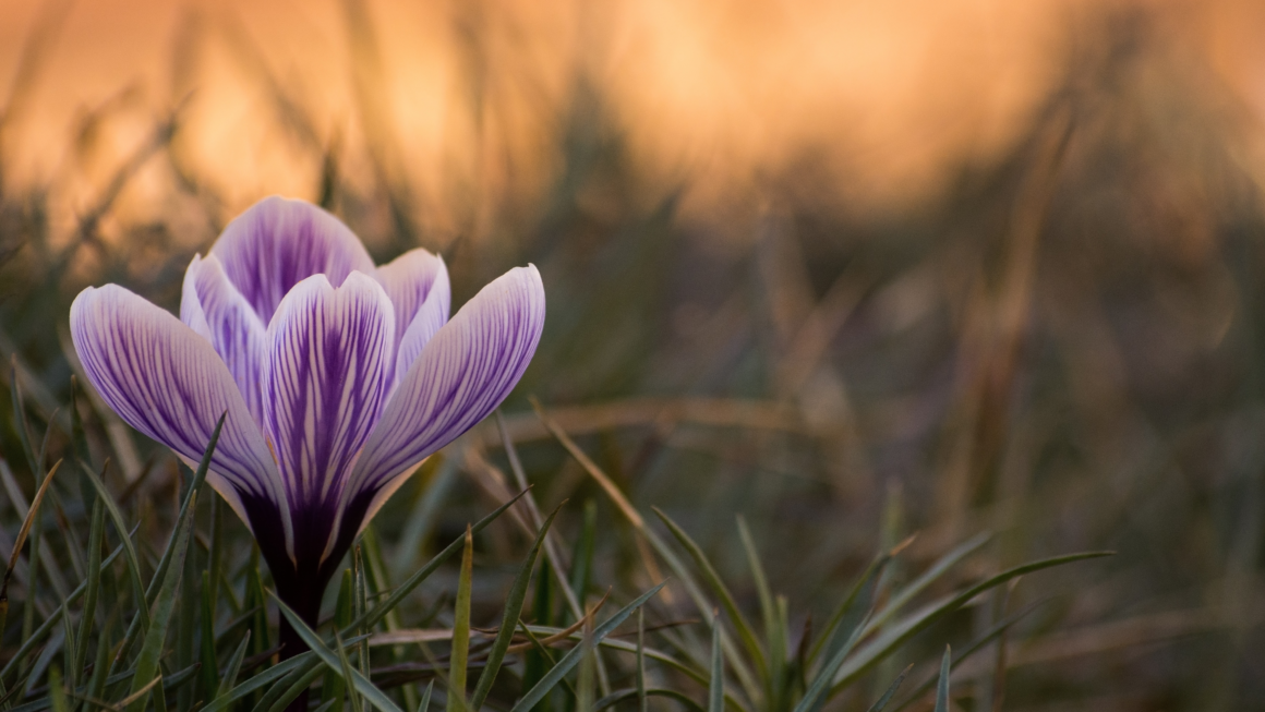 CROCUS SATIVUS